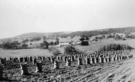 Harvested potatoes packed in hessian bags at Woodside, 1930