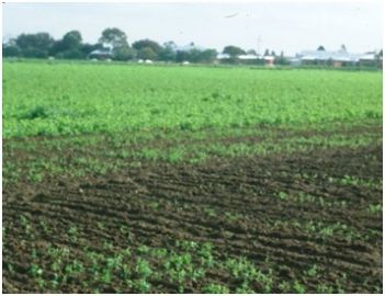 Crop damage- RLEM damage: poor germination and growth of Peas