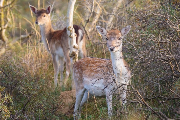 feral deer