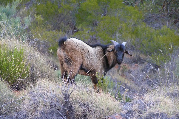 feral goat
