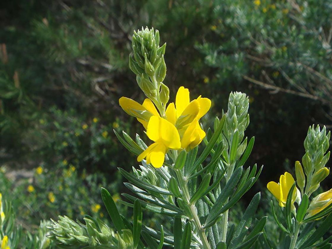 flaxleaf_broom_2_-_800px-Teline_linifolia_4.jpg