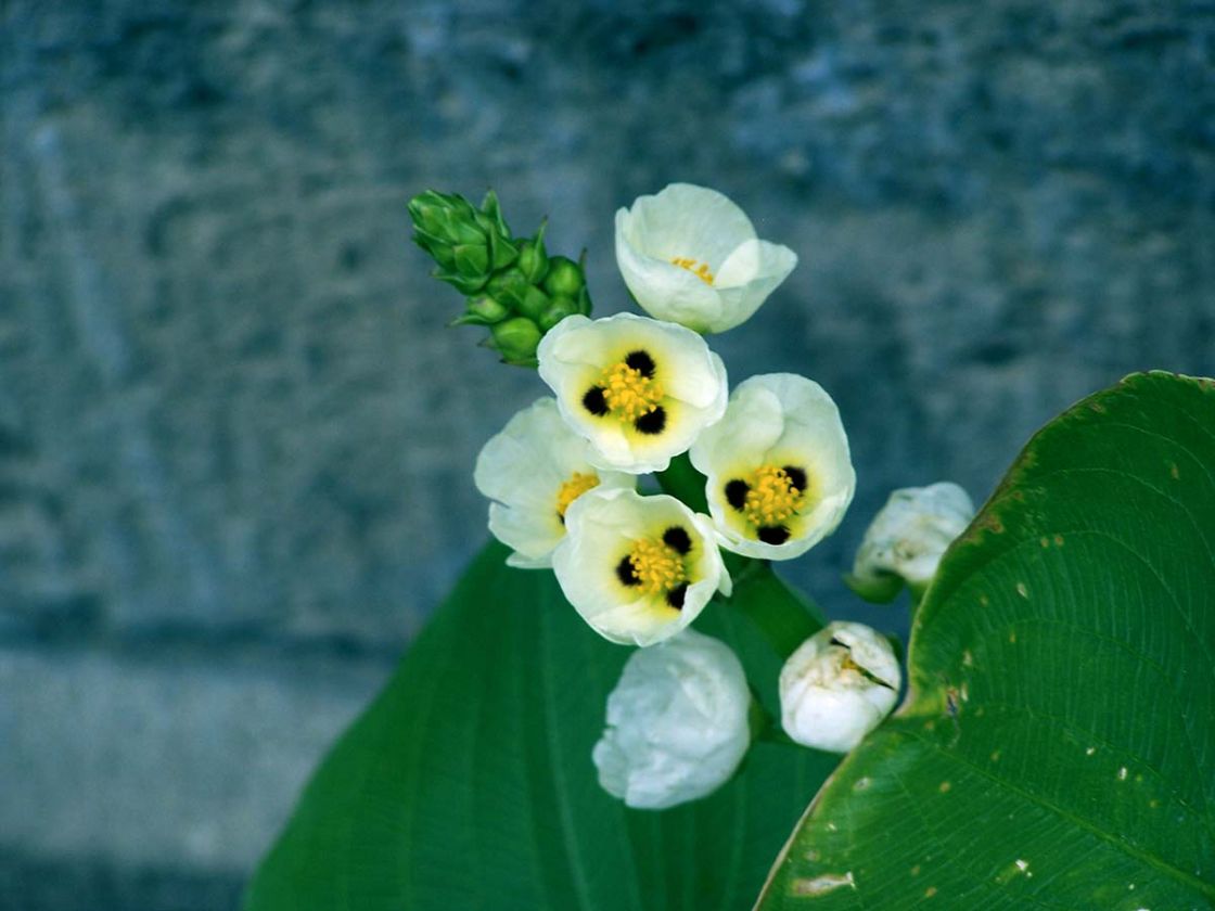 giant_arrowhead_1_-_Sagittaria_montevidensis_001.jpg