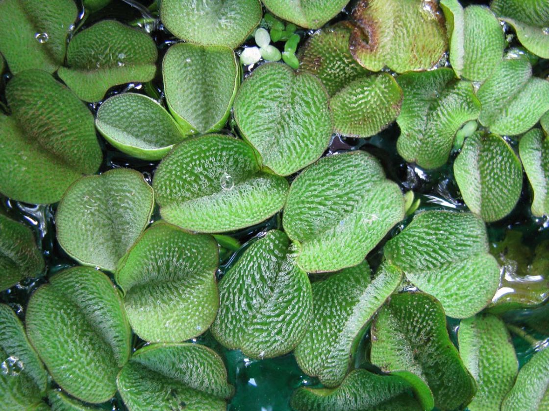 salvinia_3_-_Salvinia_molesta_IMG_0008.jpg