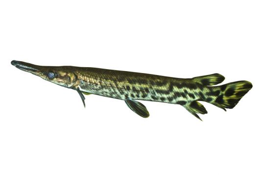Alligator gar