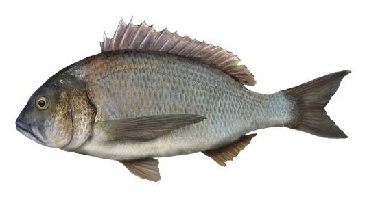Bream (all species)