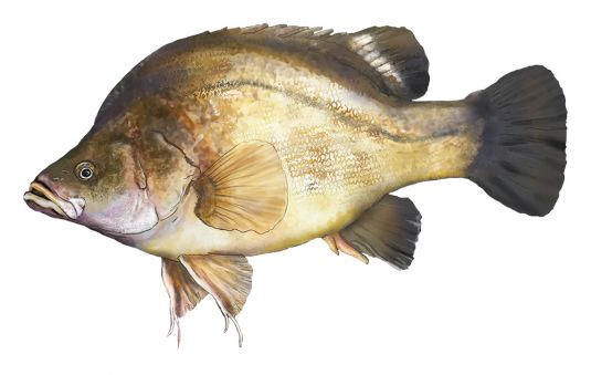 Golden Perch