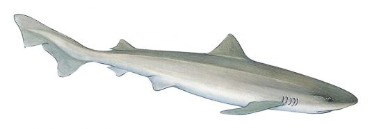School Shark
