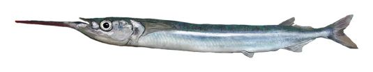 Southern Garfish