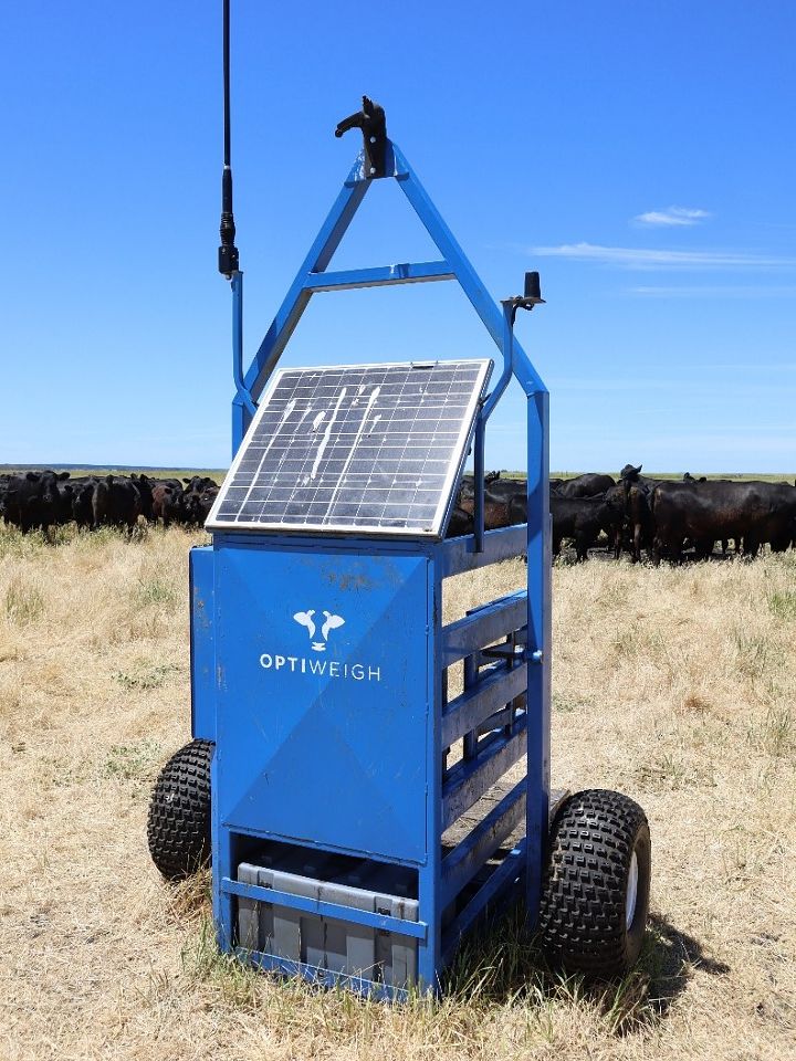 The Optiweigh unit in a paddock