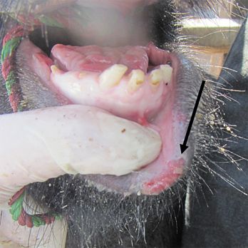 Lesions on inside of a pig’s mouth