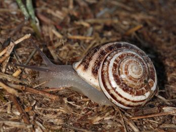 Chocolate-band snail – photo: Holger Krisp, CC BY 4.0 via Wikimedia Commons