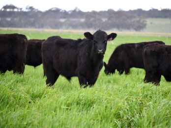Livestock