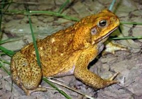 Large orange cane toad