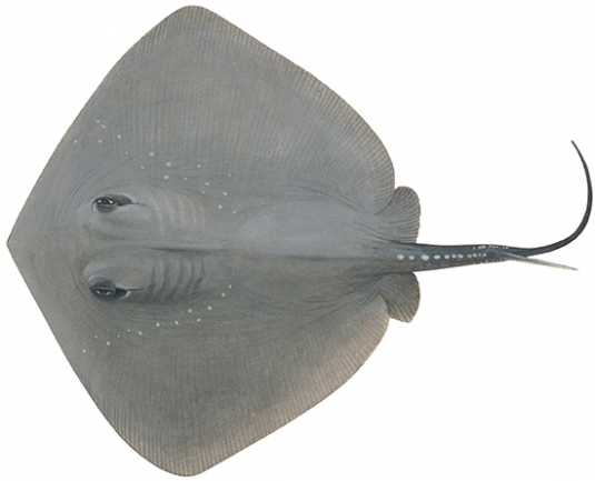 Smooth Stingray