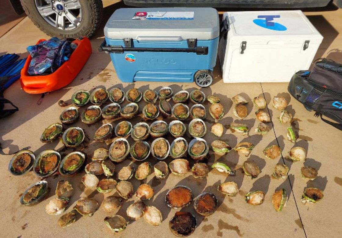 Many abalone spread out on the concrete with eskies and other equipment behind them.