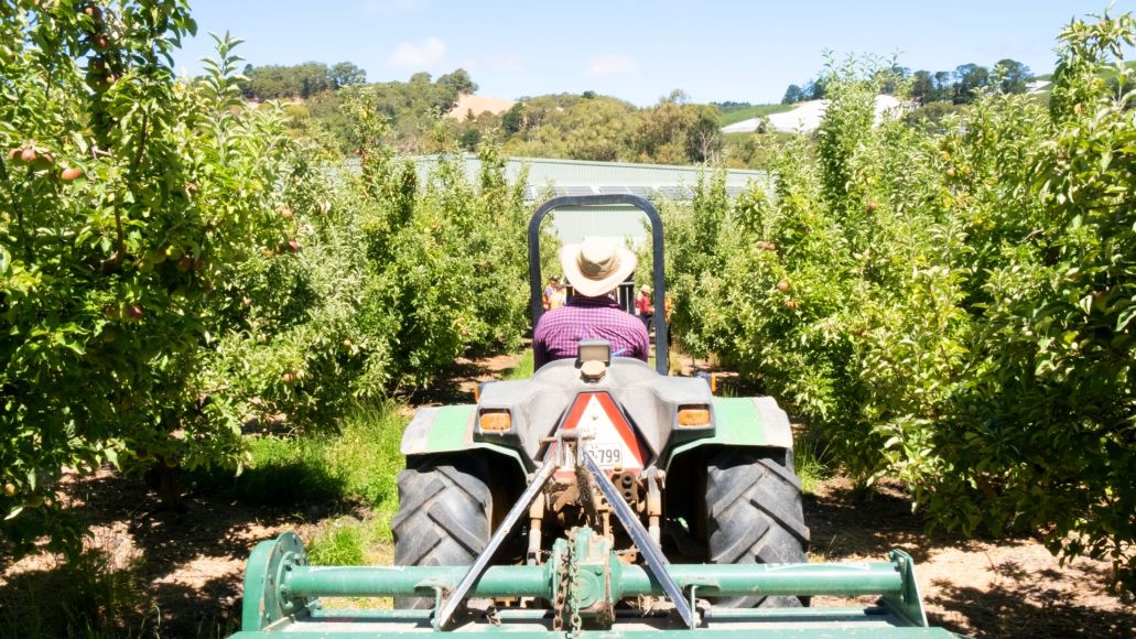 A person driving a tractor between rows of fruit trees.