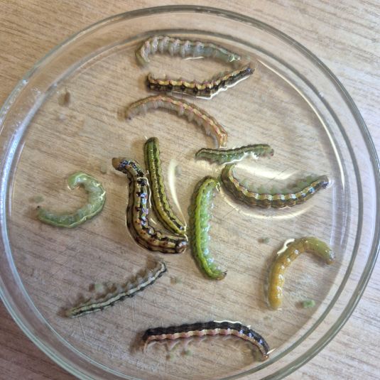 Native budworm larvae showing variation in colour
