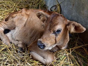 A cow with watery eyes – photo: Dr Deepak Subedi, animalhealthaustralia.com.au