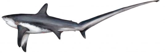 Common Thresher Shark