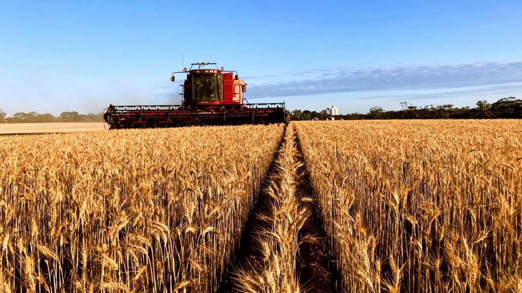 Cereal crop being harvested by a red header