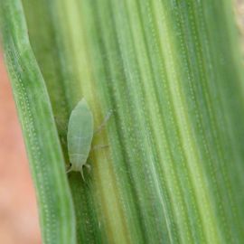 Russian wheat aphid (photo: L. Wilkins)